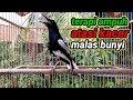 Download Lagu suara burung kacer ngeplong merdu sangat ampuh buat pancingan kacer bahan bikin cepat gacor