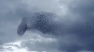 سبحانه رب عظيم الشأن دندنها