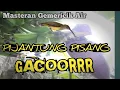 Download Lagu BURUNG PIJANTUNG PISANG GACOR DAN JERNIH COCOK UNTUK MASTERAN MAUPUN PANCINGAN