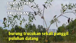 mikat burung trucukan sekali panggil puluhan langsung datang