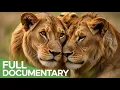 Download Lagu The Unbelievable Comeback of Africa's Majestic Lions