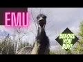 Emu Before You Buy What you need to know about life with an Emu