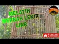 Download Lagu SAAT MELATIH MERBAH LEKIR LIAR.. NAMUN LAIN YANG JADI