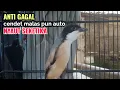 Download Lagu Suara Cendet Gacor Toet toet Efektif Anti Gagal Bikin Cendet Malas pun Langsung Nyaut Bunyi Seketika