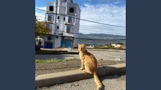 تبدل الزمان دندنها