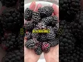 Lagu Asmr - Let’s wash \u0026 eat ripe jumbo Blackberry