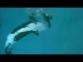 Download Lagu Killer whale drags trainer underwater at SeaWorld, San Diego