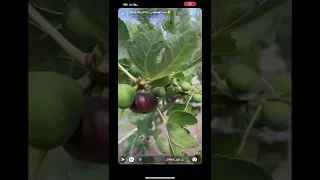 بنت هند القحطاني نارنار 