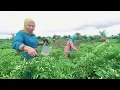 Download Lagu TANAMAN CABAI BU YATIN BERBUAH DUA KALI DI TRANSMIGRASI SP10 