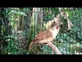 Download Lagu Suara Burung Flamboyan Ribut
