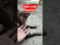 Lagu malu malu kucing #kucing #malu #manja