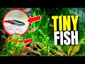 21 Fish That Actually Thrive in Small Tanks