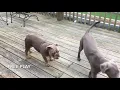 Reactive Bulldog Biscuit Becomes Friendly OFF LEASH K9 TRAINING Jacksonville NC TOP DOG TRAINER