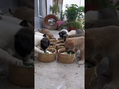 Dinner's ready. #cute #pigfeed #funny #pets #animals #puppy