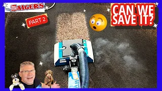 Absolute Disaster! Can We Clean and Save this 2 Year Old Carpet?