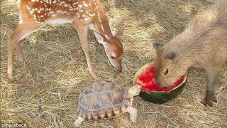 ngekewa capybara
