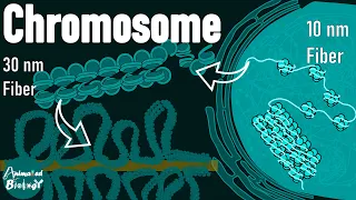 Structure of chromosome | Nucleosome | Beads on a String | 30nm Fiber | chromatin packing | Mol bio