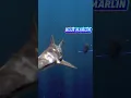 Download Lagu Blue Marlin showing to a Bull Shark who's boss in the Deep-Sea | Blue Marlin vs Bull Shark
