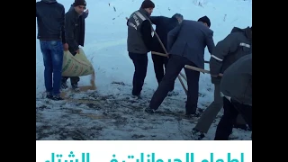 إطعام الحيوانات في الشتاء 