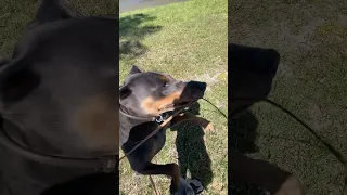 .. #dream #fyp #pets #doberman #fypシ