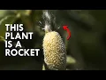 Download Lagu Squirting Cucumber: The Plant That Explodes