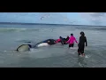 Rick Rosenthal - Whale Wisdom trailer