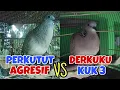 Perkutut Lokal Suara Besar Vs Tekukur Gayer Suara Kristal