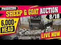 Producers Livestock Auction Company Massive 6 000 Head Sheep Goat Sale 26