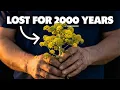 The Romans Valued This More Than Silver Why Did It Disappear for 2000 Years