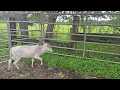 Cattle 3 Mini Zebu Bulls for sale 9-19-25