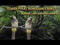 Download Lagu SUARA PIKAT BURUNG RENGGANIS SUARA PIKAT CUCAK WILIS LIAR