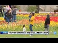 Tulip Time announces new details about lineup