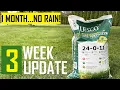 Lesco 24-0-11 with Iron 3 Week Review - Late Spring Fertilizer