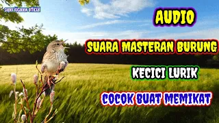 suara masteran burung kecici lurik cocok buat memikat