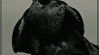 يارب لا تجعل لنا موقف حرج عند الخسيس الي براسه نعاجه 