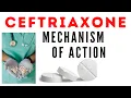 Ceftriaxone antibiotic