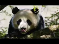 GLOBALink Giant panda conservation promotes harmonious coexistence between man and nature