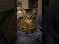Download Lagu Kleine toetertjes met Burd Burd de kat #katvandedag #kat #kitten #kattenliefhebbers #schattigekat...