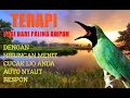 Download Lagu TERAPI CUCAK IJO DI PAGI HARI AMPUH DAN CEPAT MENGEMBALIKAN MENTAL DROP, SEKETIKA NYAUT DAN GACOR.