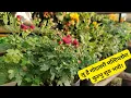 Download Lagu Last year को गोदावरी Multiflora मा धेरै फूल फुलाउनु कसरी केयर गर्नु र कुन Fertilizer प्रयोग गर्नु !