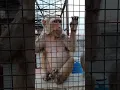Lagu disco#monkey #youtube #funny #cute #animals #cute #viral#shorts
