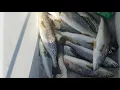 Lake Pontchartrain Fishing Report Double Bayou Specks