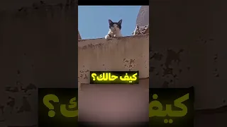 والله قط يتكلم عربي 