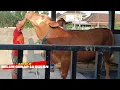 Download Lagu Pedet Hasil Breeding Tersuper di Lembu Fighter || Calon Sapi Jumbo‼️
