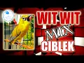 Download Lagu MASTERAN PLECI: TEMBAKAN WIT-WIT MIX CIBLEK