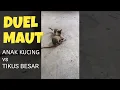 Download Lagu #short DUEL MAUT anak kucing vs tikus besar #SHORT