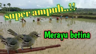 Download sirtu jantan gacor super ampuh merayu sirtu betina MP3