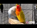 Download Lagu Masteran Lovebird Jantan Konslet nya Jawa Timur.. Auto Ikut Minor Boss..