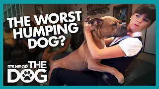 is prince the worst humper ever its me or the dog