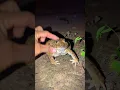 Funny frog cheeks | Big Bullfrog and Toad jump funny | Funny catch animal frog | Bonk Bonk funny fro